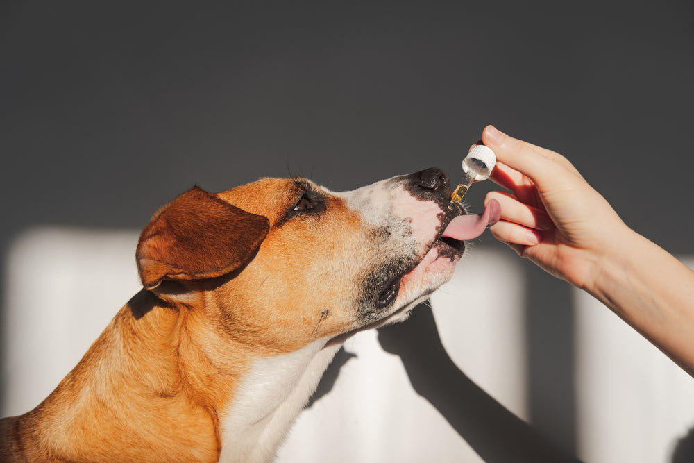 Le CBD pour les animaux : ce qu’il faut savoir