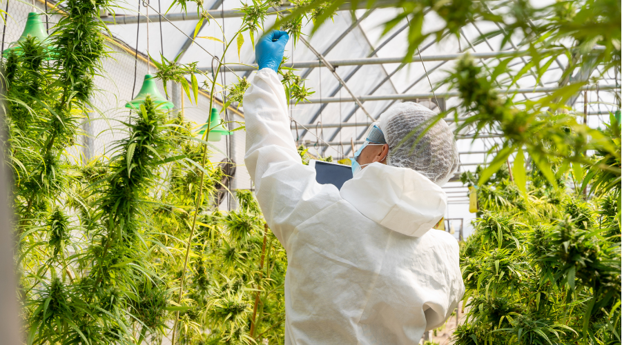 Expérimentation du cannabis à usage médical en France : enjeux, organisation et fonctionnement.
