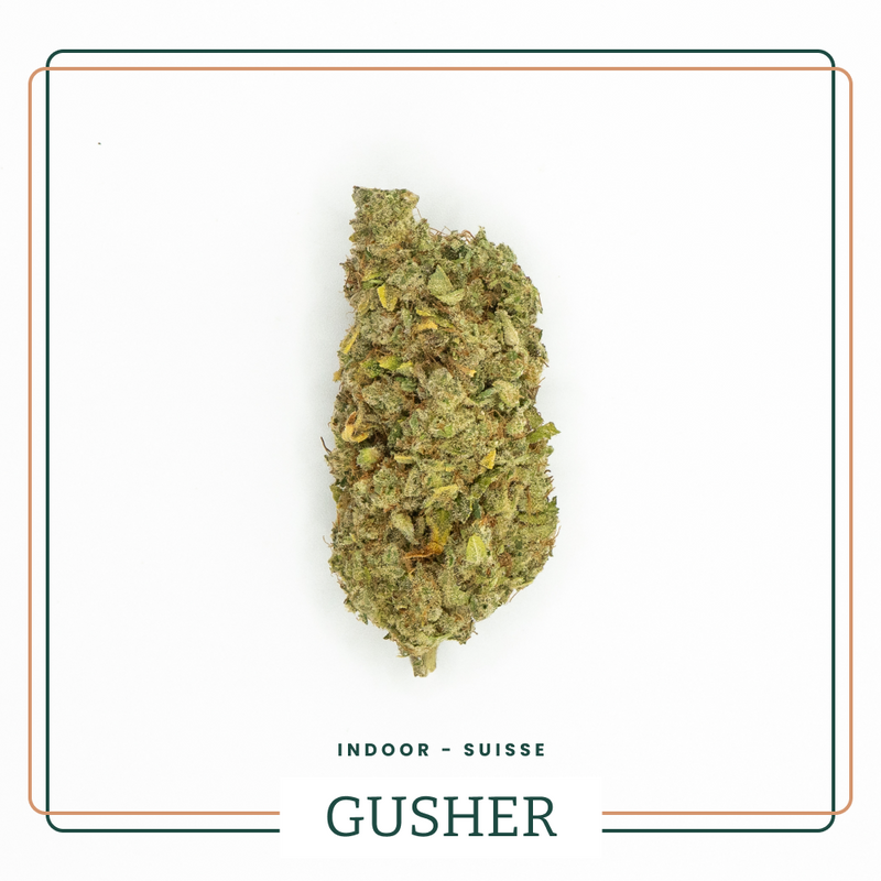 GUSHER 🌰