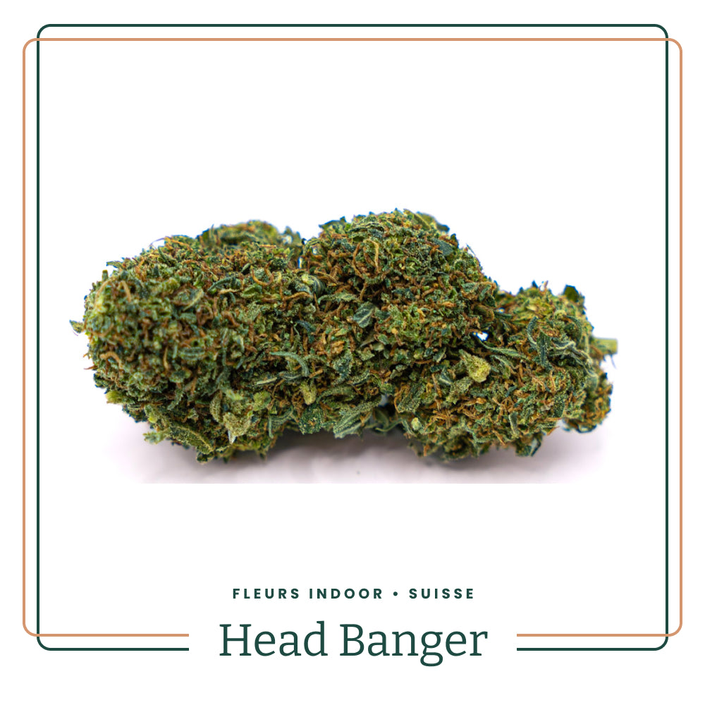 Head Banger 💢