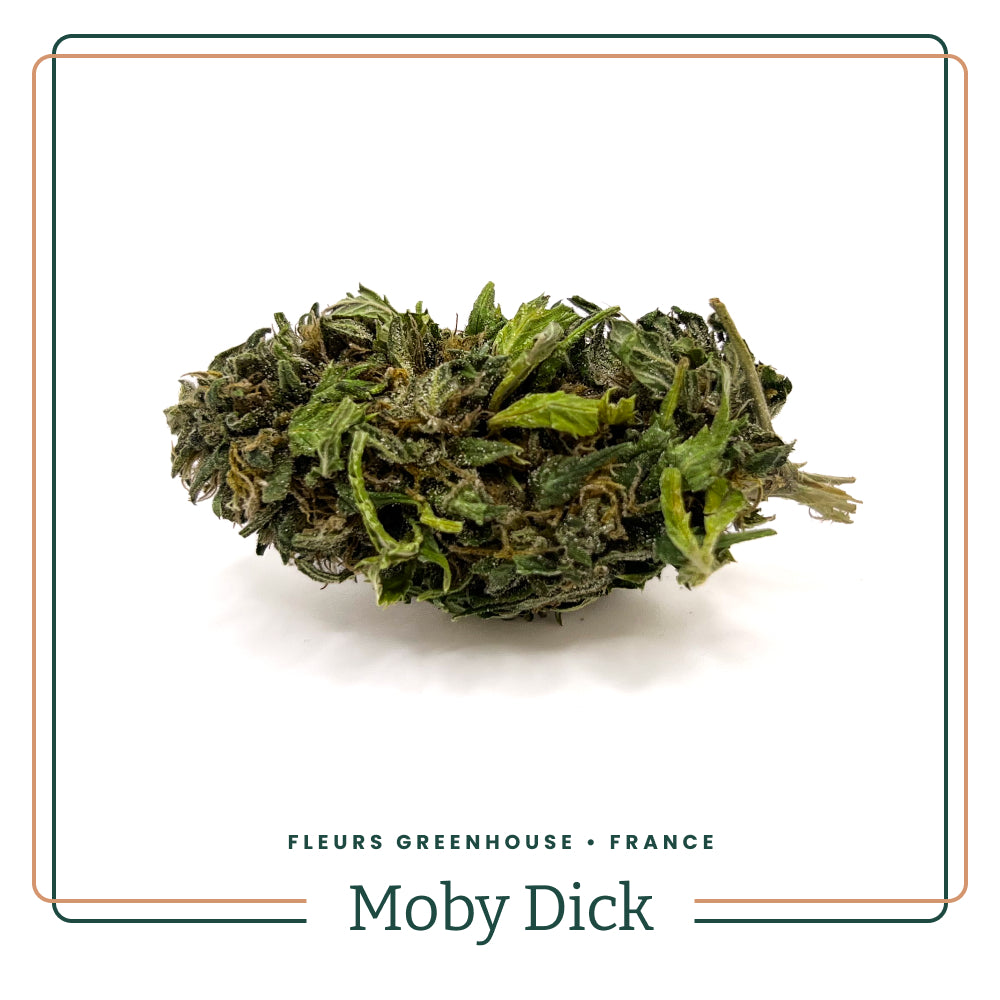 fleur-cbd-greenhouse-france-mobby-dick