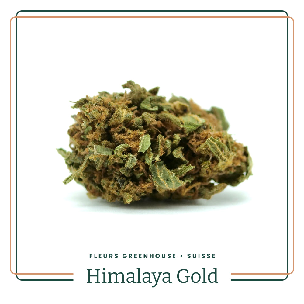 himalaya-gold-fleur-greenhouse-suisse