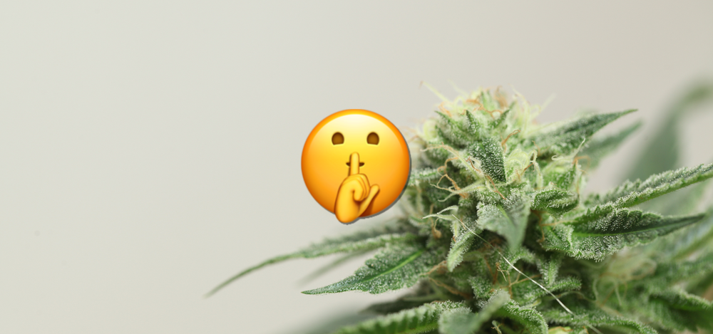 Le THC-S : La Nouvelle Star Discrète du Cannabis et du CBD