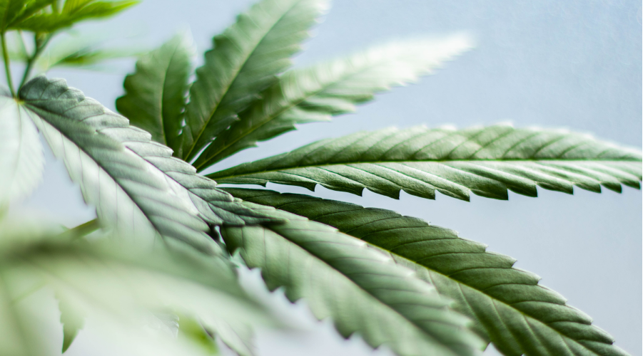 THV-N10 : Guide Complet - Avantages, Sélection et Alternatives Légales- CBD DISCOUNTER