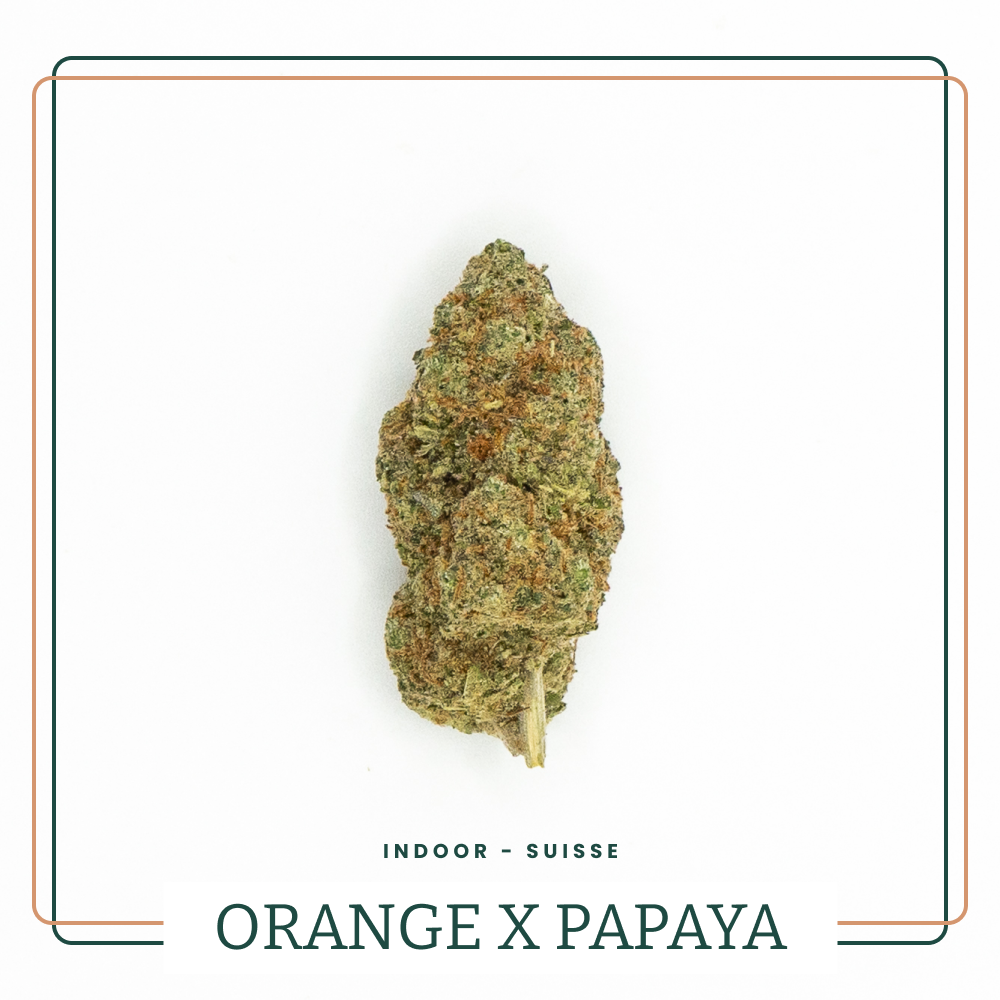 Orange x Papaya 🍊