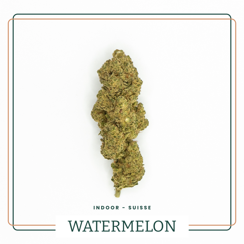 STV10 Watermelon Skittlez Fleur Premium Néo-cannabinoïdes AOMA