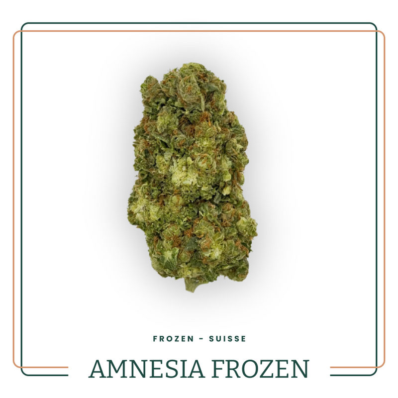 AMNESIA FROZEN