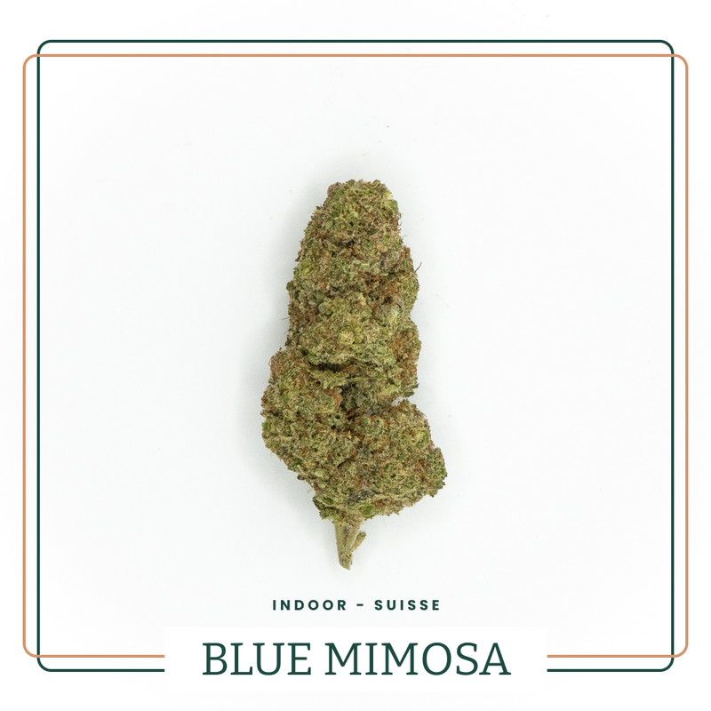 Blue Mimosa 🩵