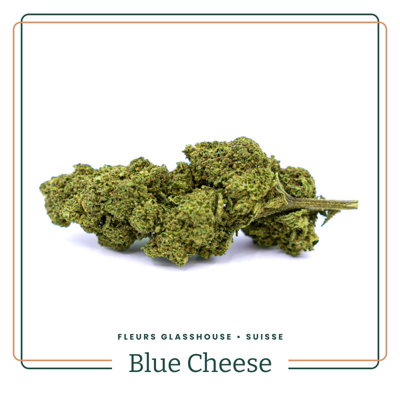 Blue Cheese GH 🌱