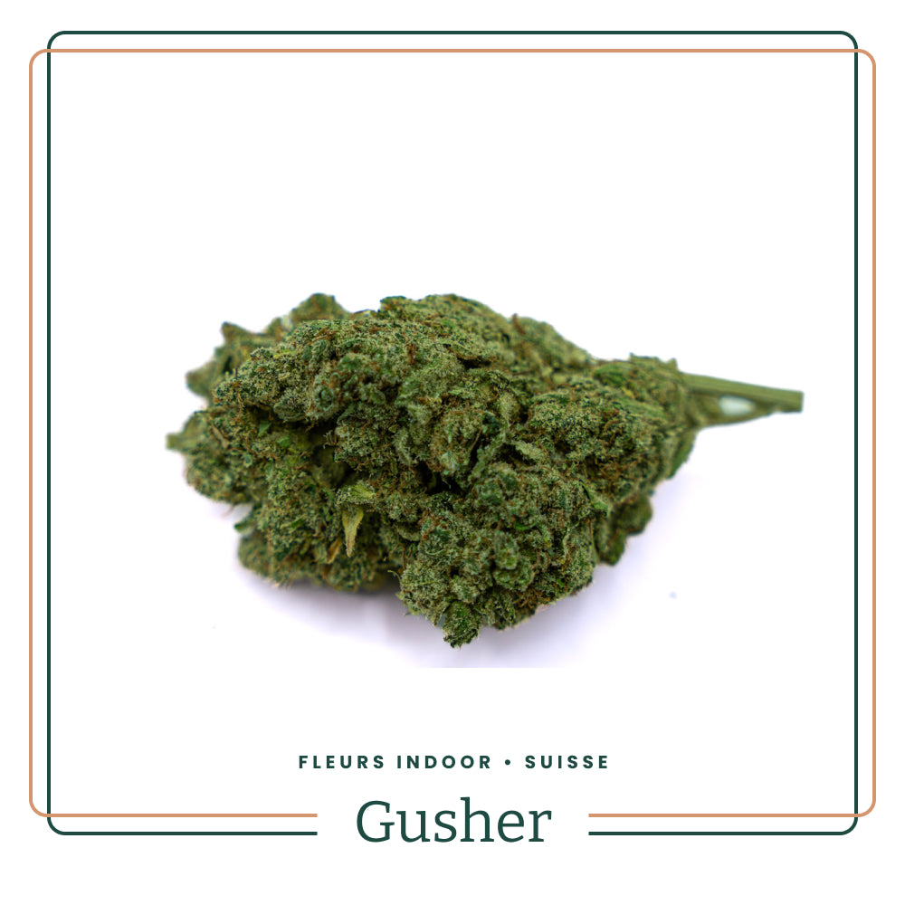 Gusher Fleur CBD IND