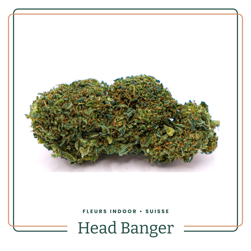 Head Banger 💢 5% CP