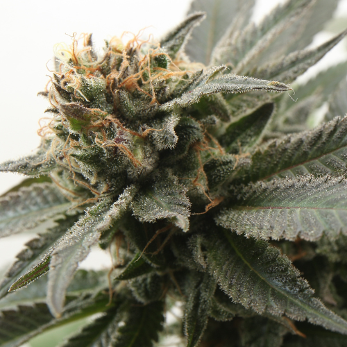 Auto Douce Nuit - Graines de collection THC