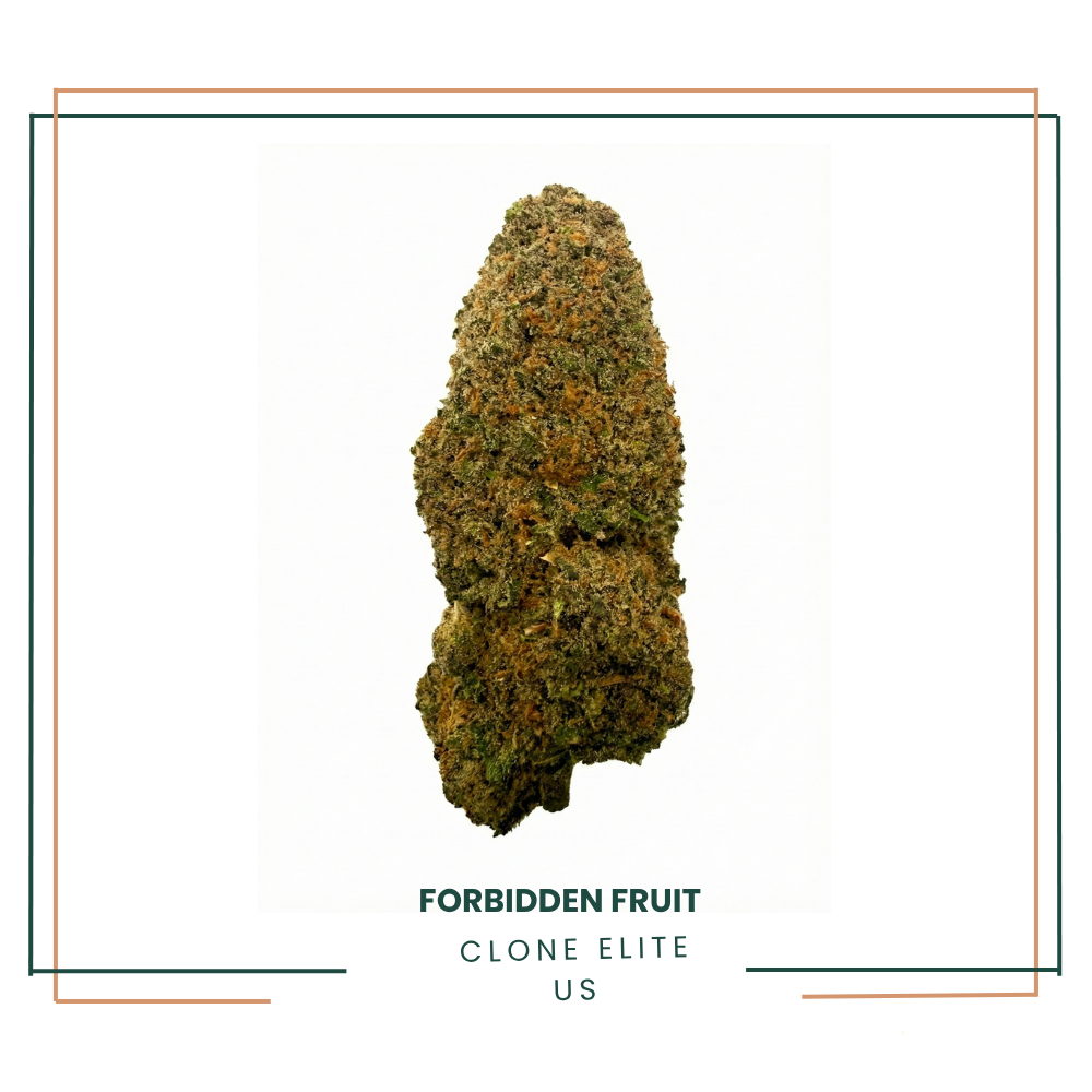Forbidden Fruit — Fleur CBD Premium Indoor