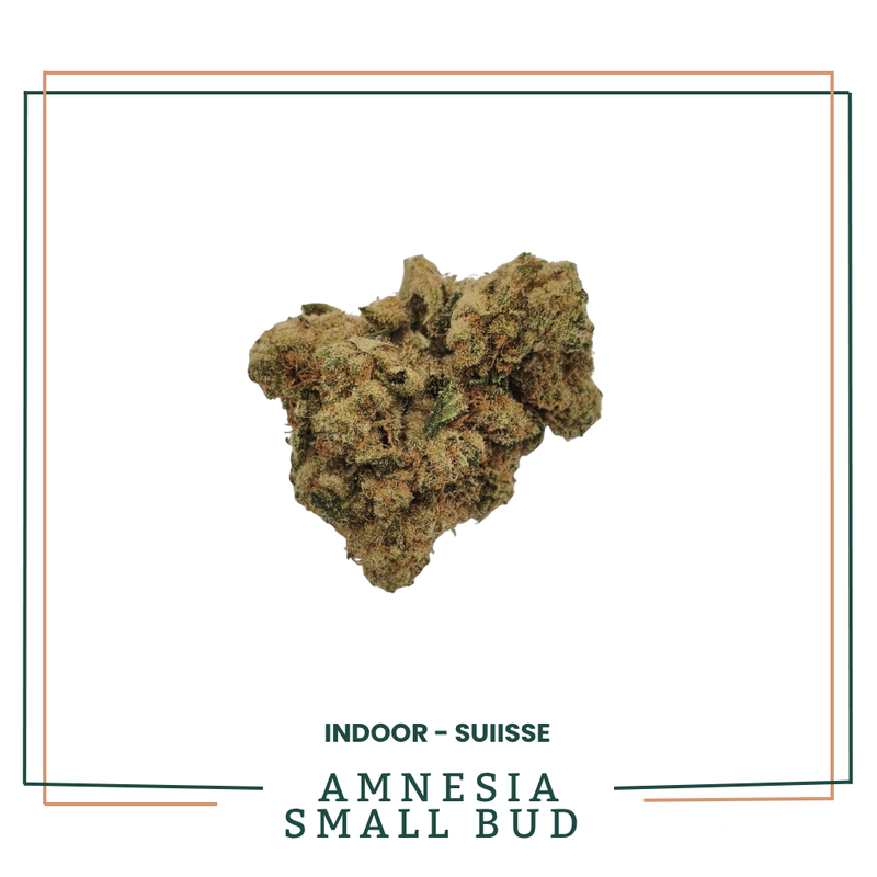 AMNESIA — Fleur CBD Indoor Premium l SMALL BUD