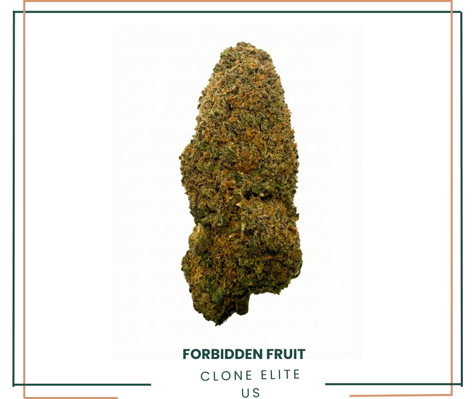 FORBIDDEN FRUIT