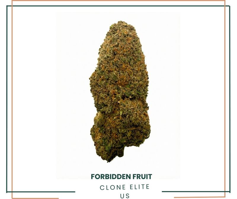 FORBIDDEN FRUIT