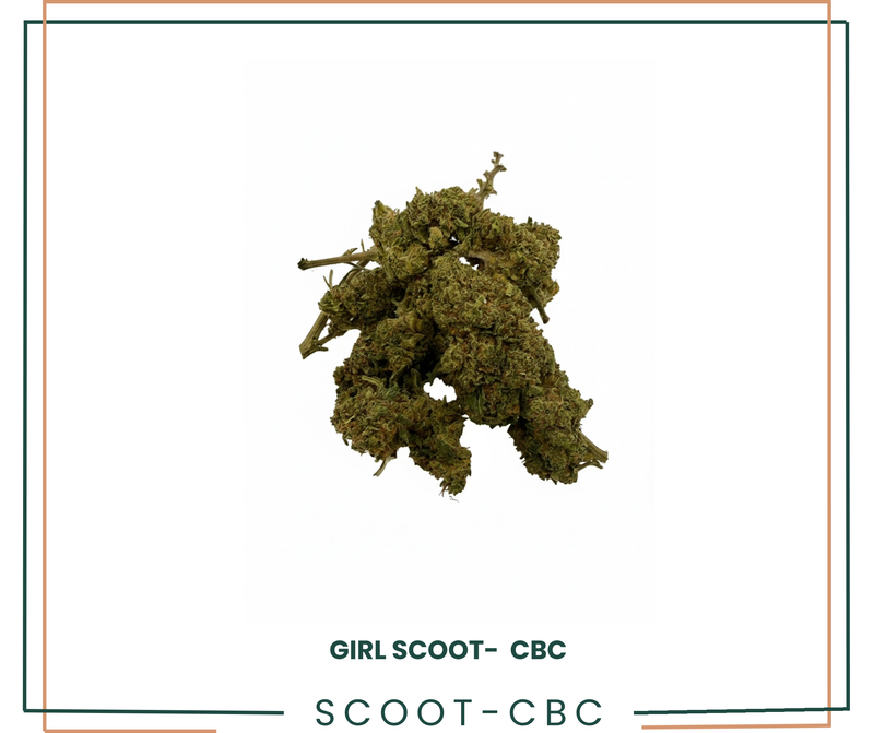 GIRL SCOOT COOKIE - CBC