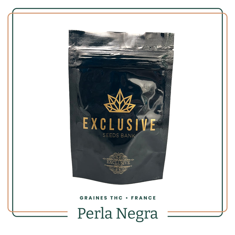 Perla Negra - Graines de collection THC