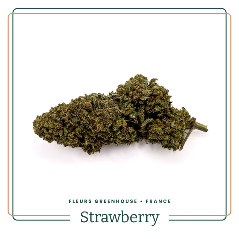 fleur-cbd-greenhouse-france-strawberry