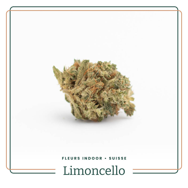 limoncello-fleur-indoor-cbd