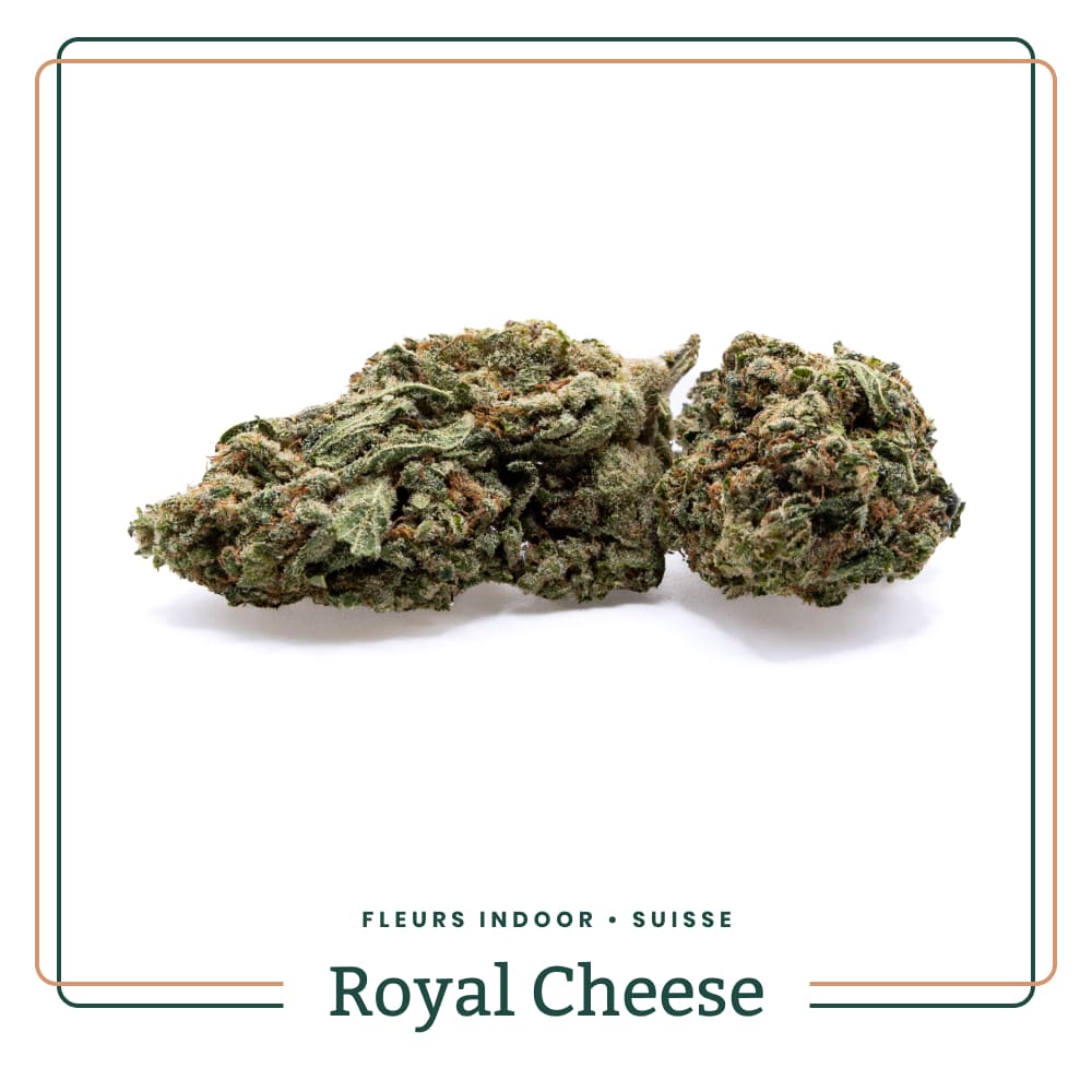 royal-cheese-fleur-indoor